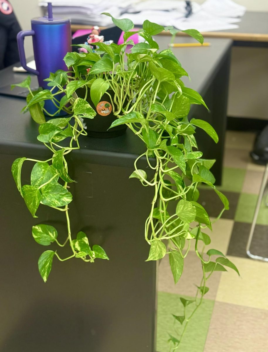 Vibrant plant from Spanish teacher Mrs. Mendez's classroom